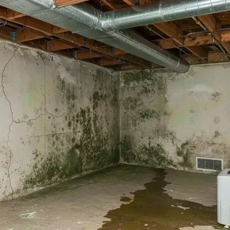 Professional Mold Removal in Refugio, TX